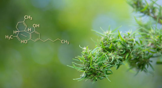 CBD: Bienfaits, Utilisations et Contre-indications